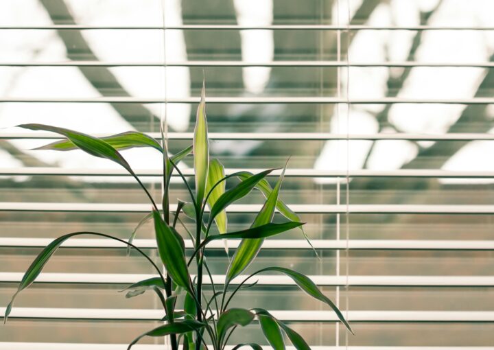 This image shows a bright green plant in front of a window with blinds half opened.