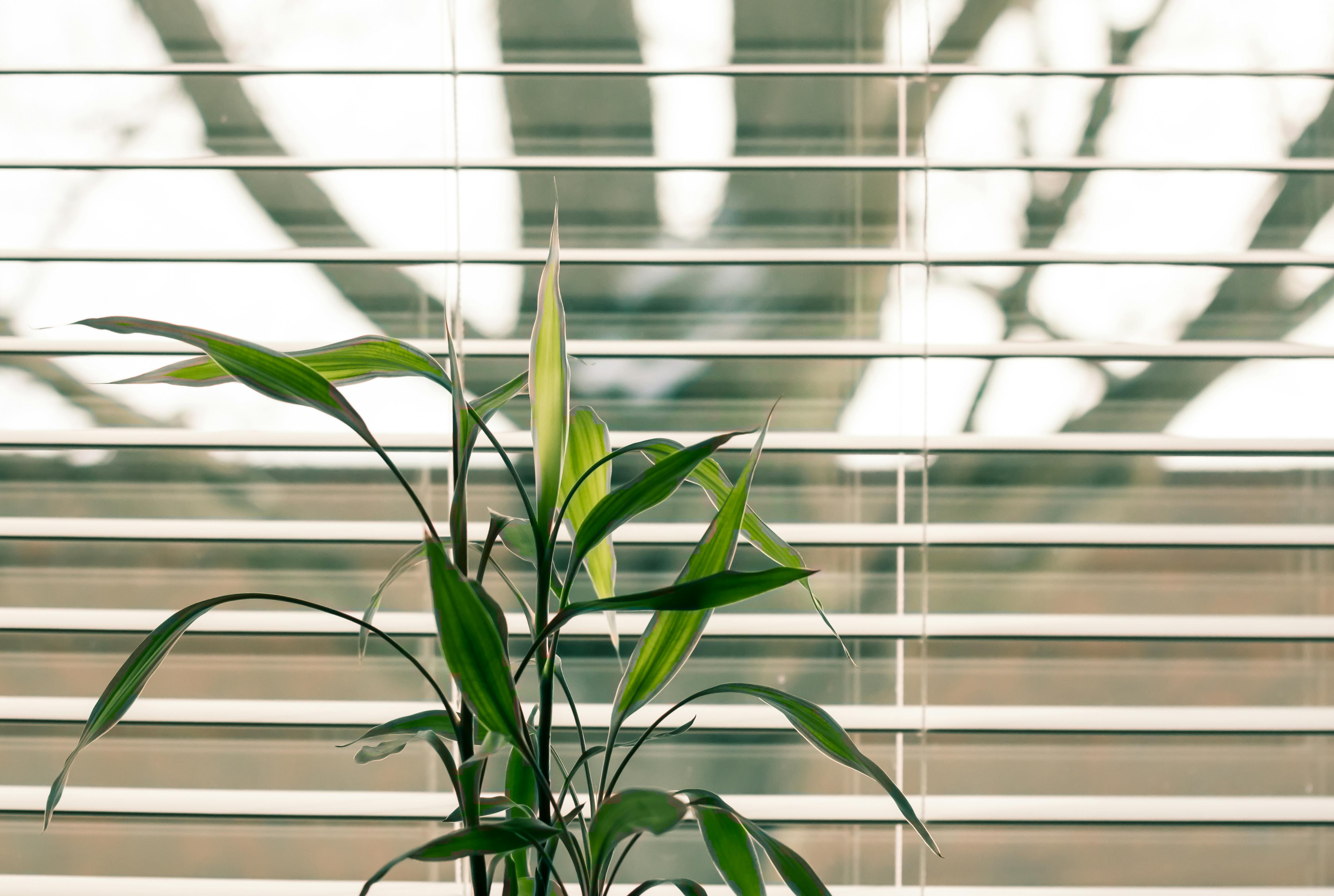 This image shows a bright green plant in front of a window with blinds half opened.